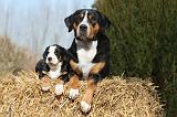 GRAND BOUVIER SUISSE 027